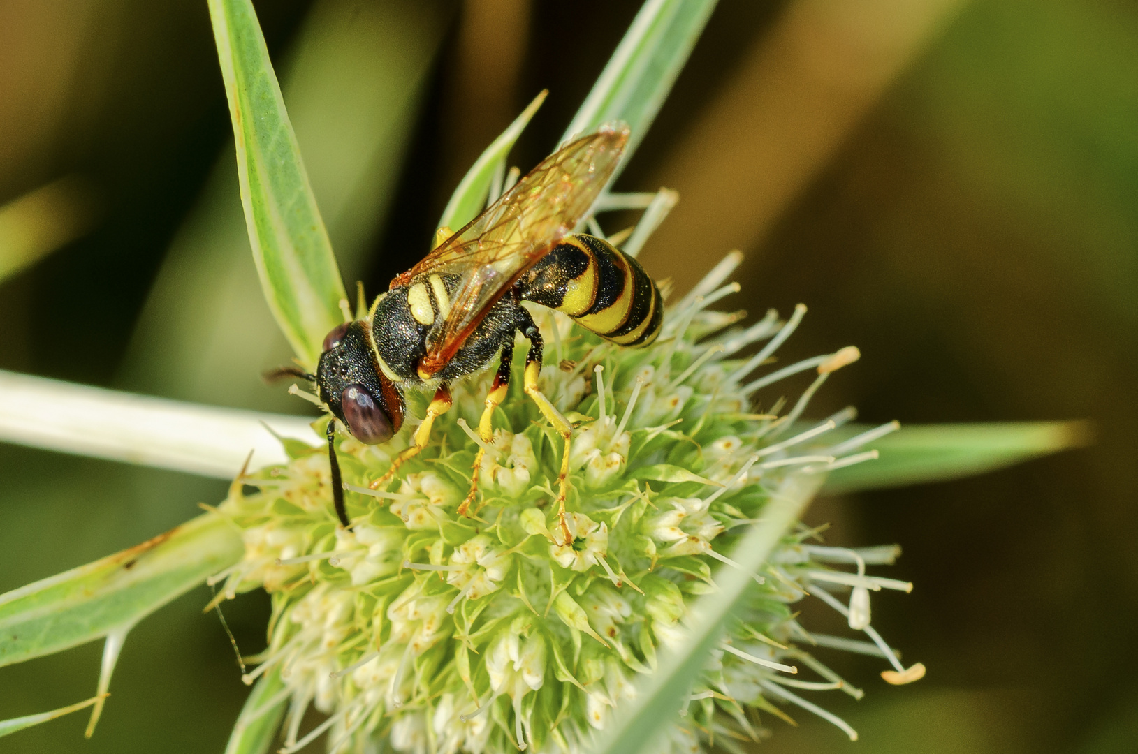 Bienenwolf (Philanthus triangulum)