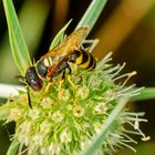 Bienenwolf (Philanthus triangulum)