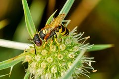 Bienenwolf (Philanthus triangulum)