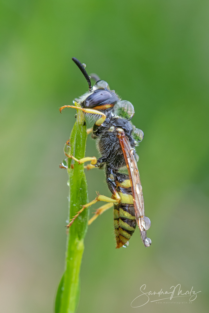 Bienenwolf (Philanthus triangulum)