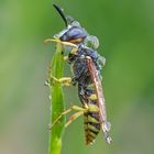 Bienenwolf (Philanthus triangulum)