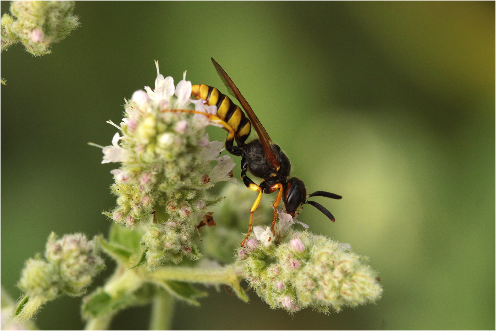 Bienenwolf (Philanthus triangulum)