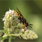 Bienenwolf (Philanthus triangulum)