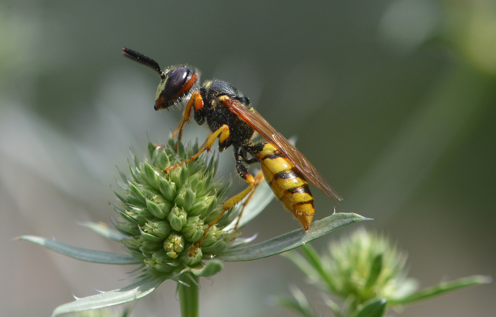 Bienenwolf . Philanthus triangulum