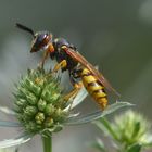 Bienenwolf . Philanthus triangulum