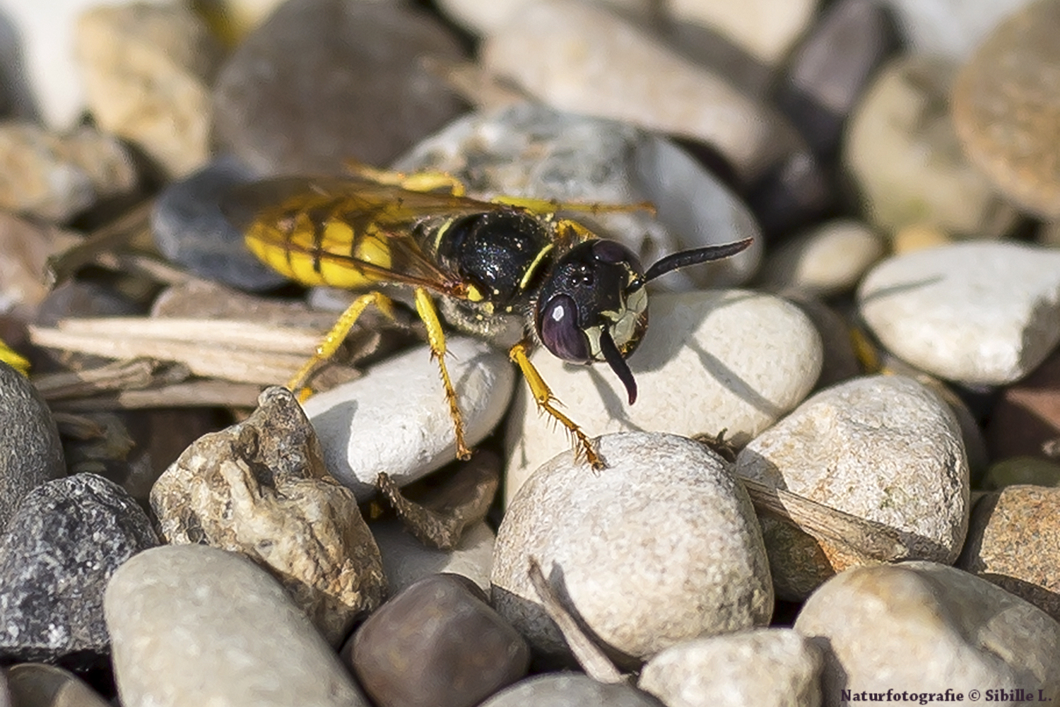 Bienenwolf (Philanthus triangulum)