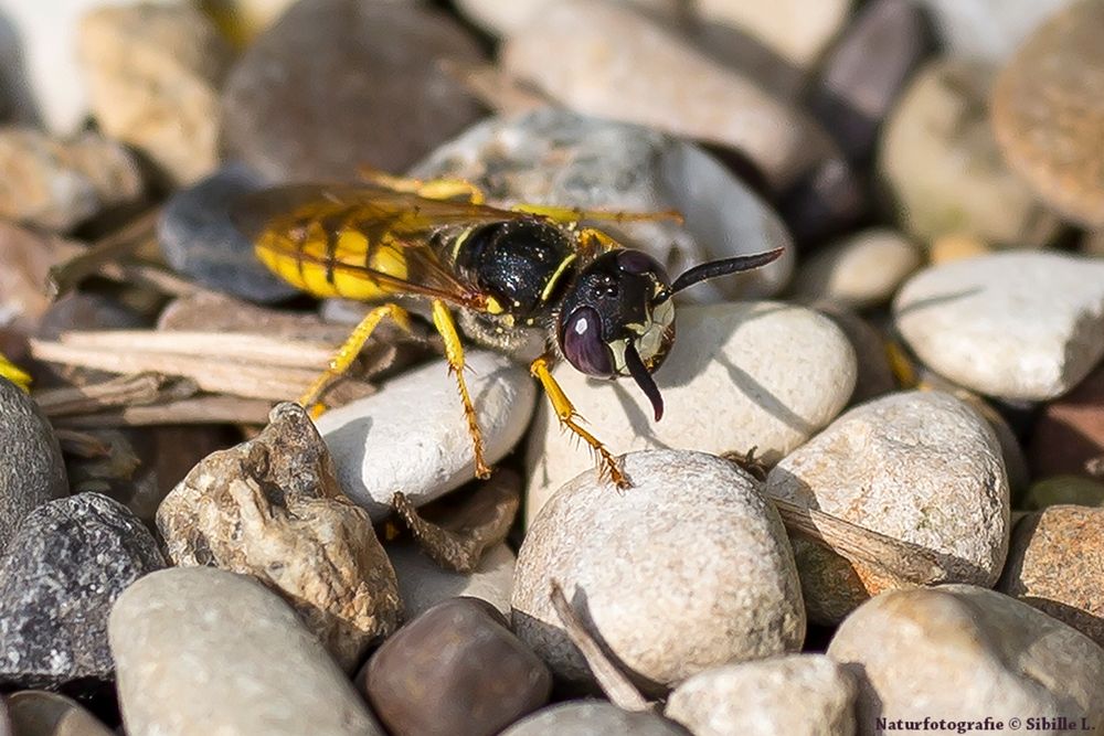 Bienenwolf (Philanthus triangulum)