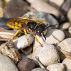 Bienenwolf (Philanthus triangulum)