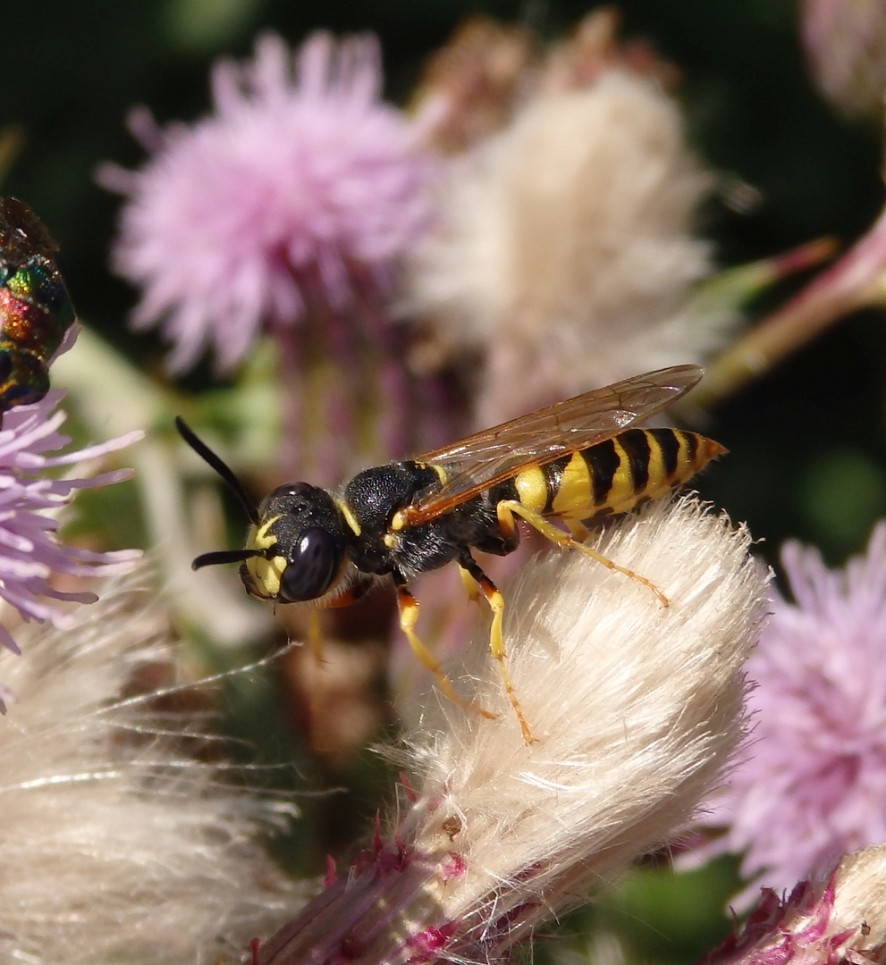 Bienenwolf (Philanthus triangulum) auf Distel