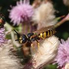 Bienenwolf (Philanthus triangulum) auf Distel