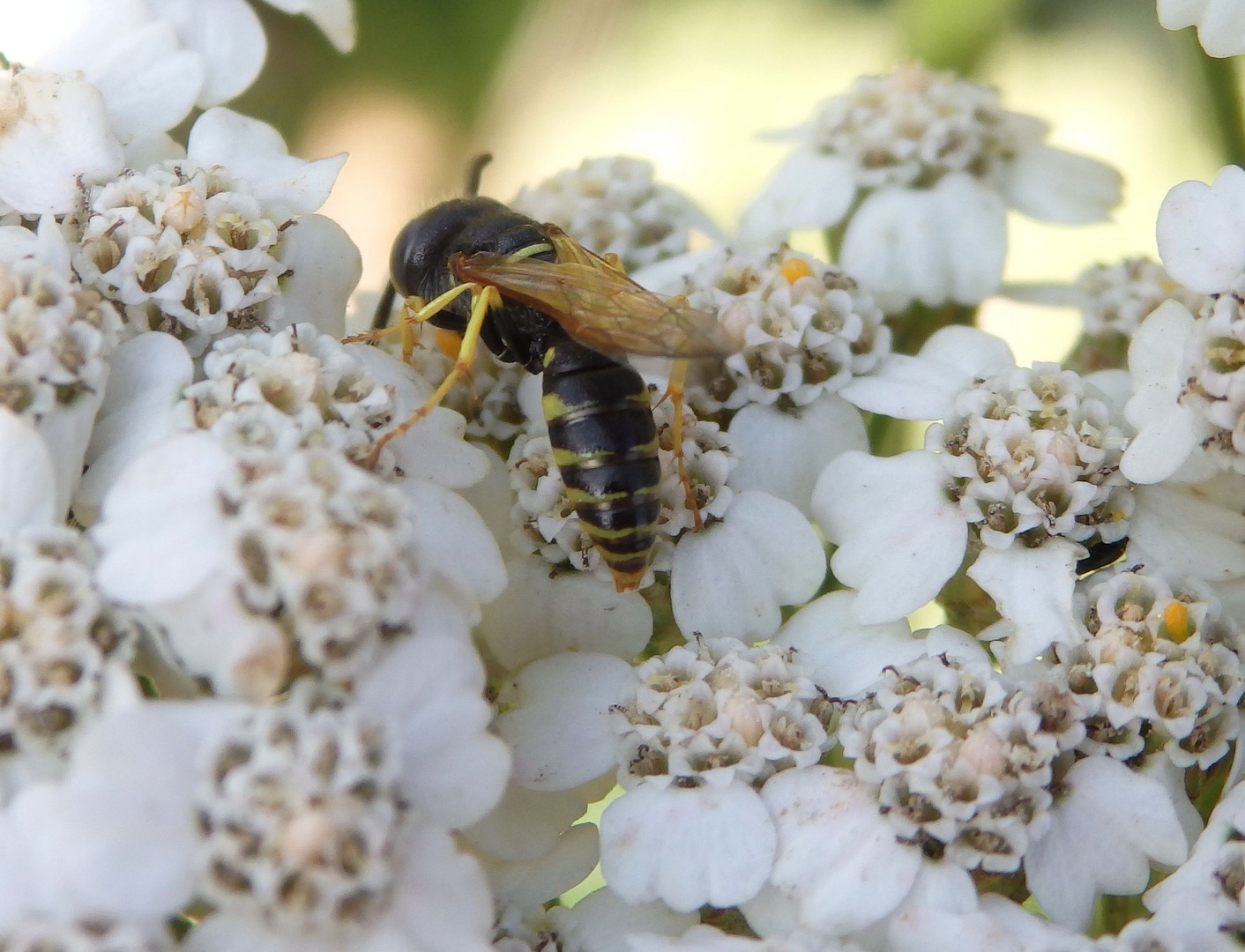 Bienenwolf (Philanthus triangulum) auf Schafgarbe