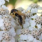 Bienenwolf (Philanthus triangulum) auf Schafgarbe