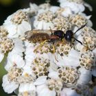 Bienenwolf (Philanthus triangulum) auf Schafgarbe