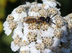 Bienenwolf (Philanthus triangulum) auf Schafgarbe