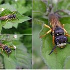 Bienenwolf (Philanthus triangulum) auf Schwarzem Nachtschatten