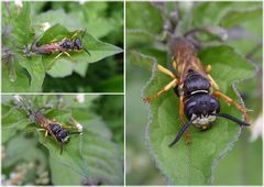 Bienenwolf (Philanthus triangulum) auf Schwarzem Nachtschatten