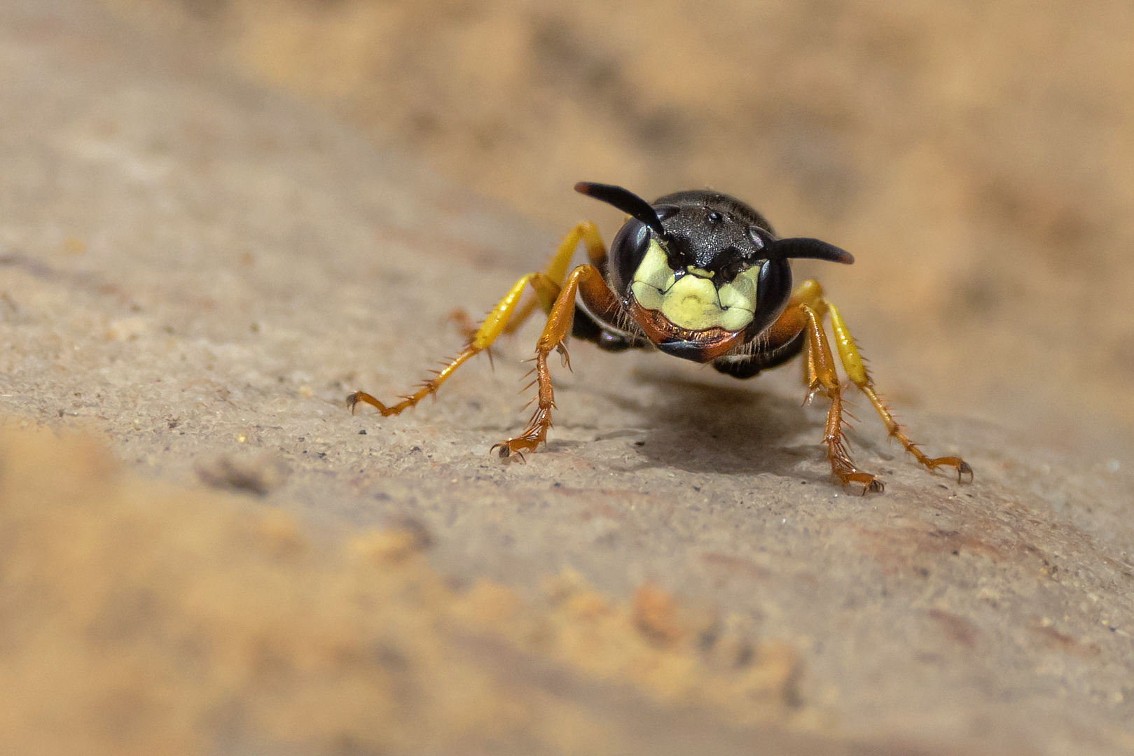 Bienenwolf (Philanthus triangulum)