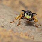 Bienenwolf (Philanthus triangulum)