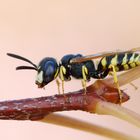  Bienenwolf  (Philanthus triangulum)