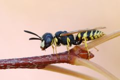  Bienenwolf  (Philanthus triangulum)