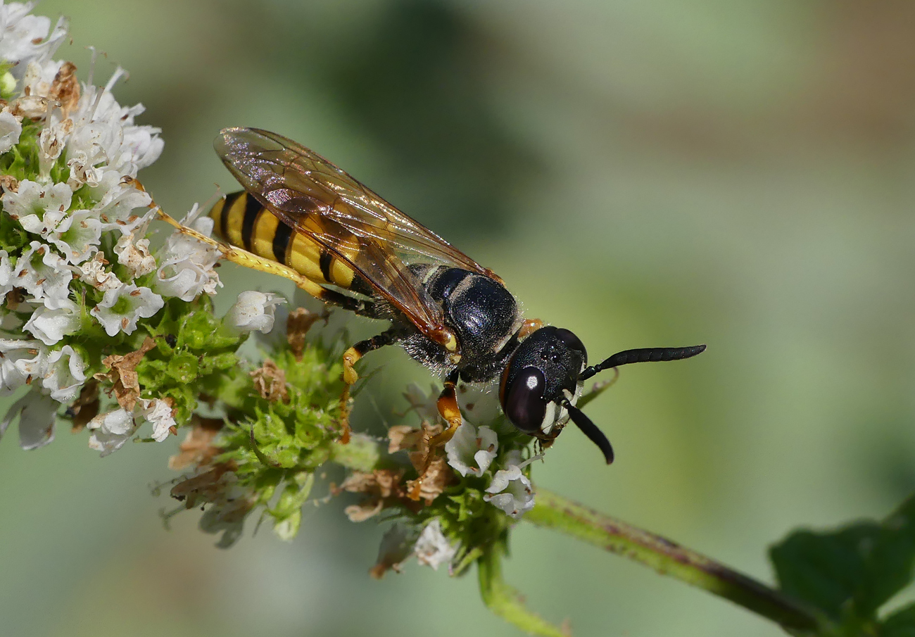 Bienenwolf (Philanthus triangulum)