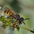 Bienenwolf (Philanthus triangulum)