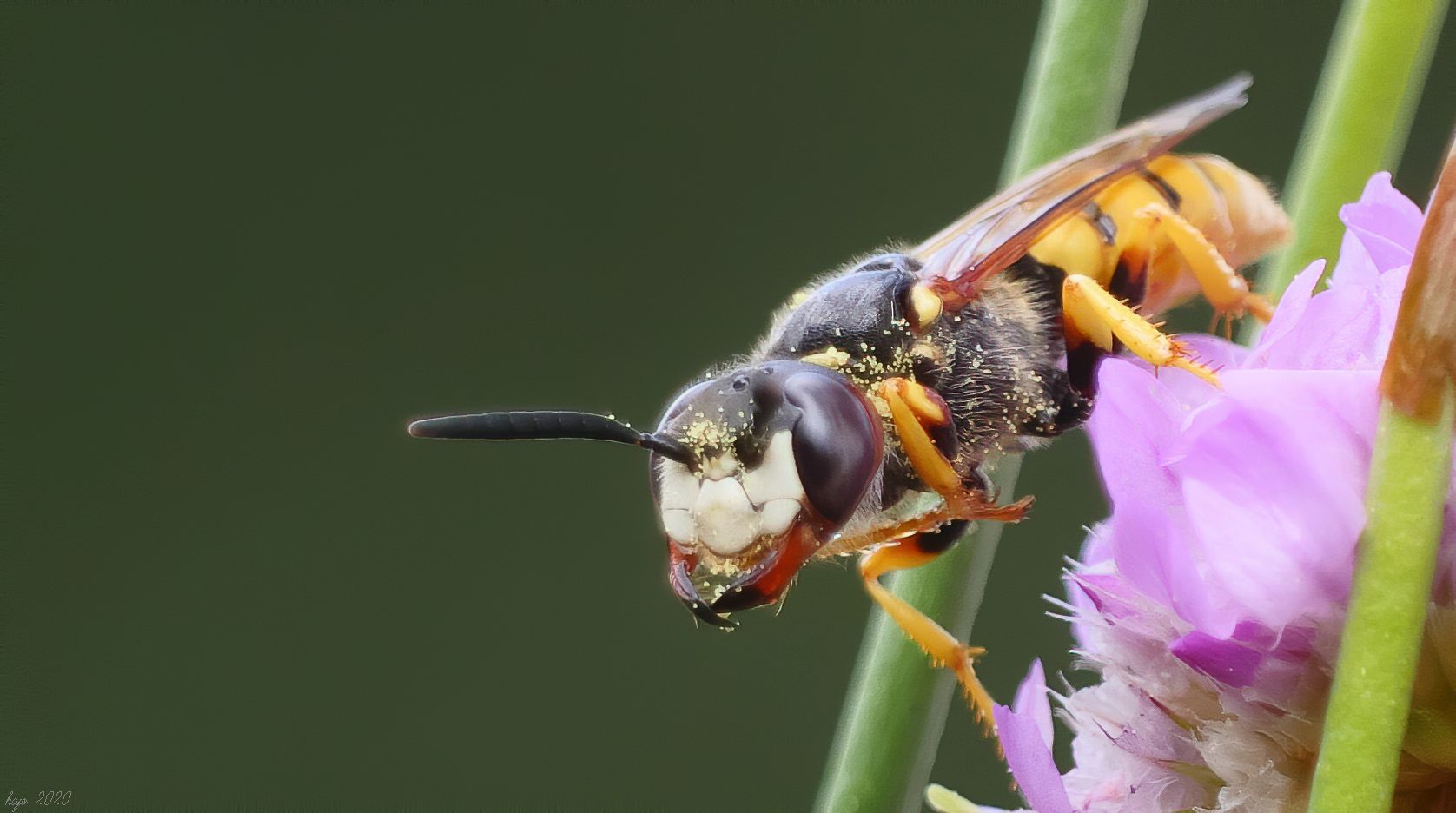 * Bienenwolf (Philanthus triangulum) *