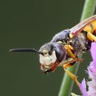 * Bienenwolf (Philanthus triangulum) *