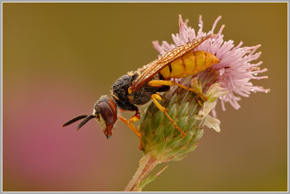 Bienenwolf (Philanthus triangulum)