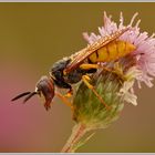 Bienenwolf (Philanthus triangulum)