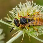 Bienenwolf (Philanthus triangulum)