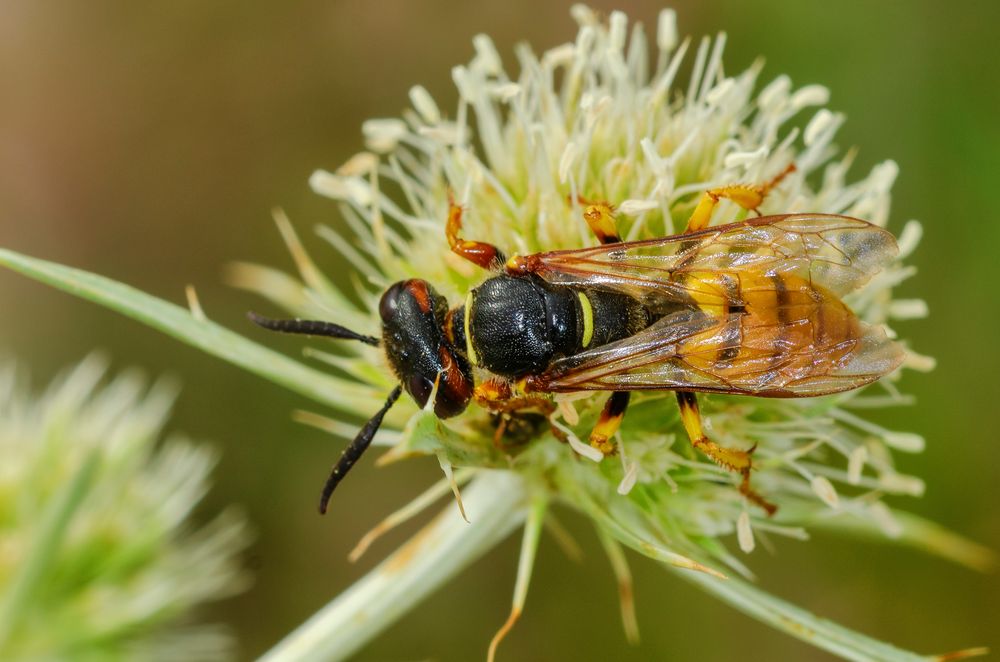 Bienenwolf (Philanthus triangulum)