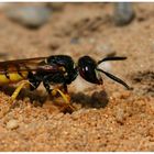 Bienenwolf - Philanthus triangulum -