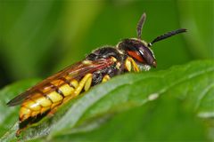 Bienenwolf (Philanthus triangulum) lauert - dicht an ein Blatt geschmiegt - auf seine Opfer - . .