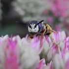 Bienenwolf (Philanthus triangulum) - Männchen in Kopfansicht