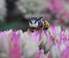 Bienenwolf (Philanthus triangulum) - Männchen in Kopfansicht