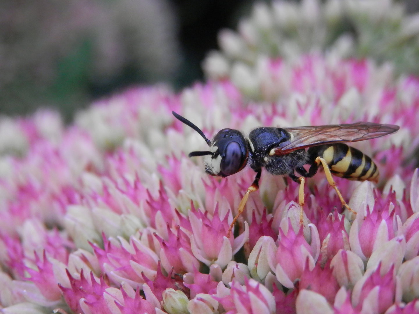 Bienenwolf (Philanthus triangulum) - Männchen von der Seite