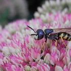 Bienenwolf (Philanthus triangulum) - Männchen von der Seite