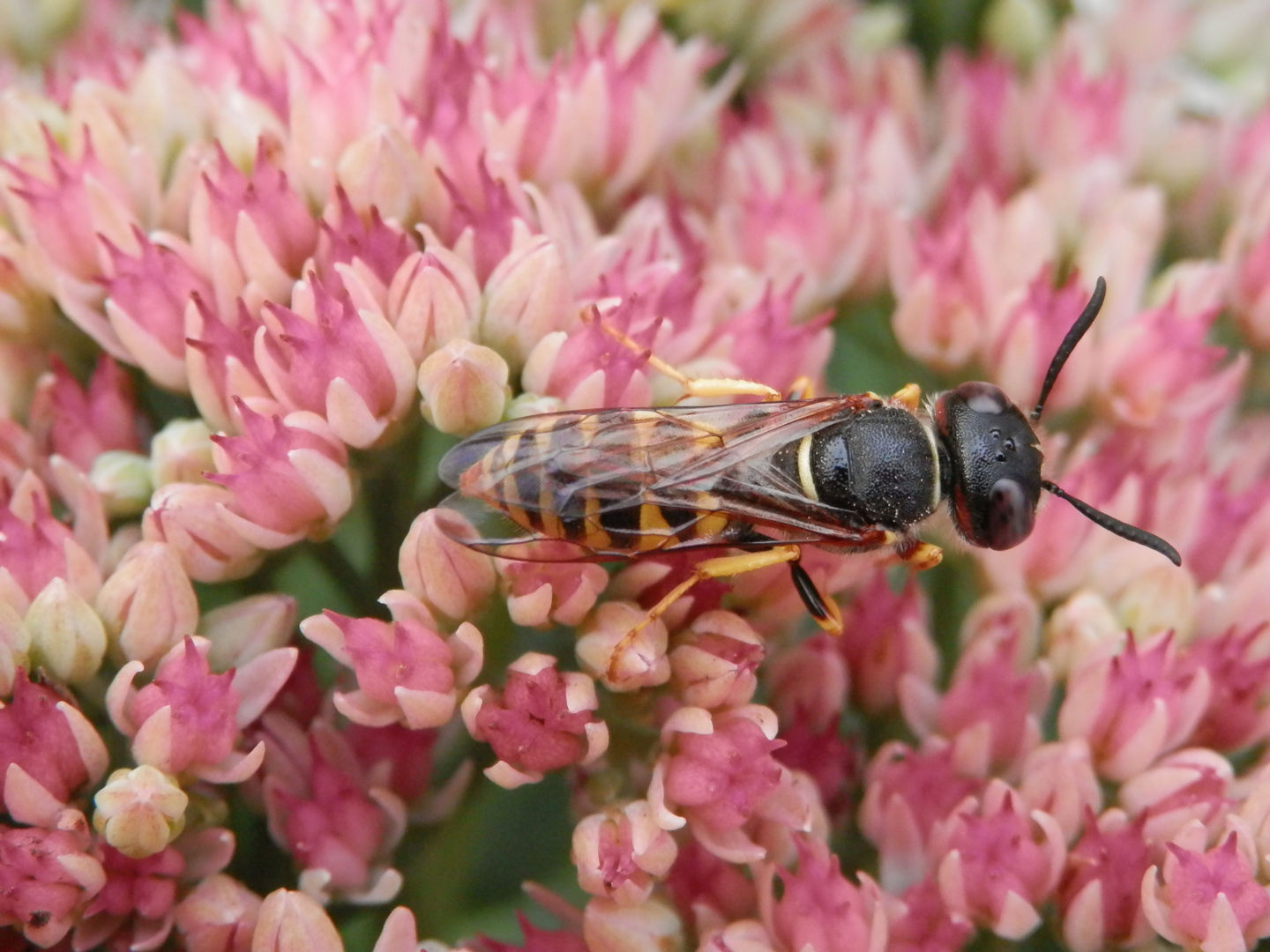 Bienenwolf (Philanthus triangulum) - Männchen von oben