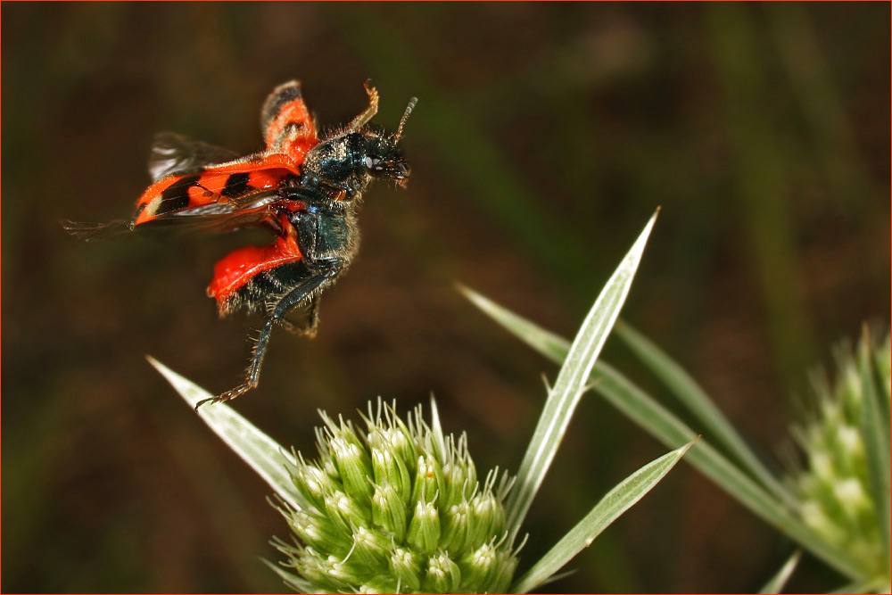 Bienenwolf (reloaded)