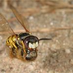 Bienenwolf trägt Biene