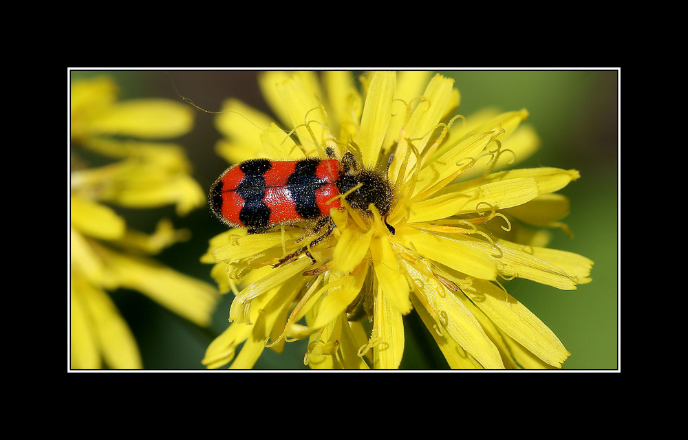 Bienenwolf - Trichodes apiarius