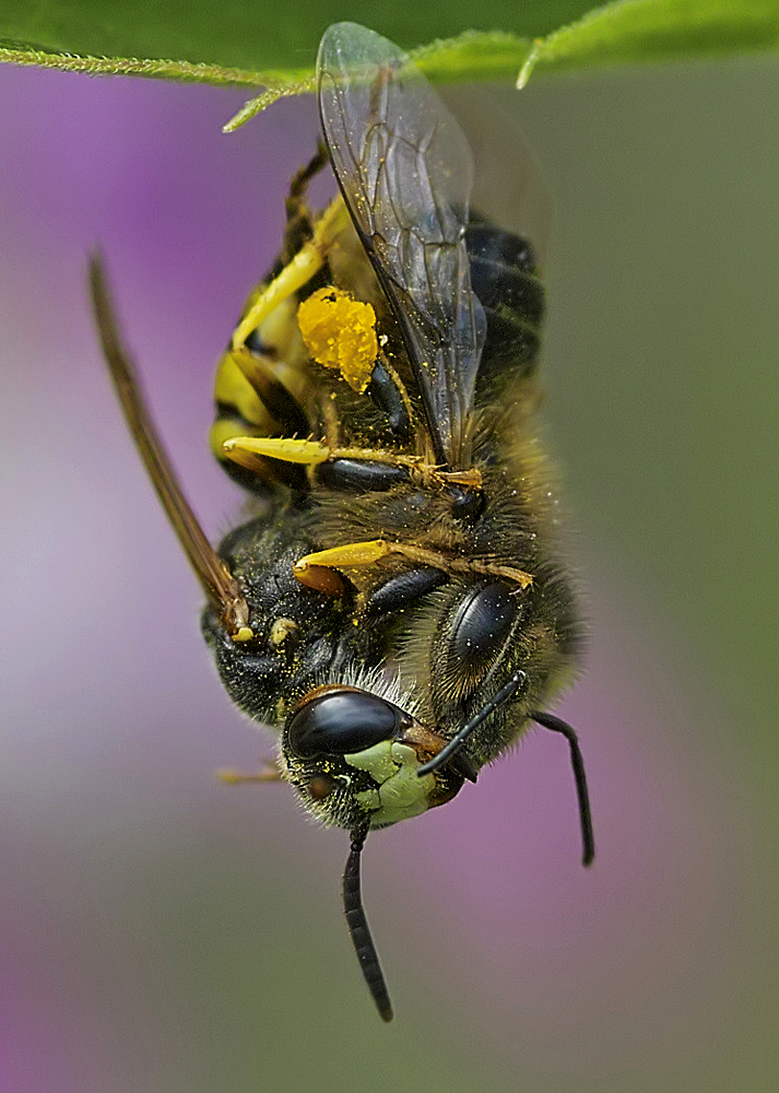 Bienenwolf und Biene