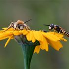 Bienenwolf und Biene vereint über Nacht!