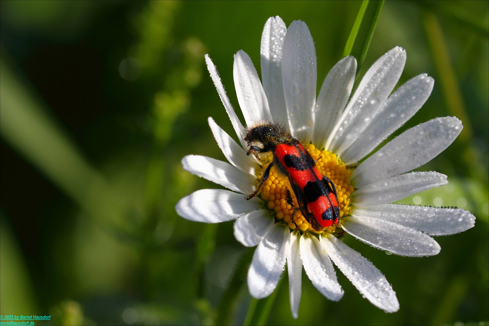 Bienenwolf und Magherite