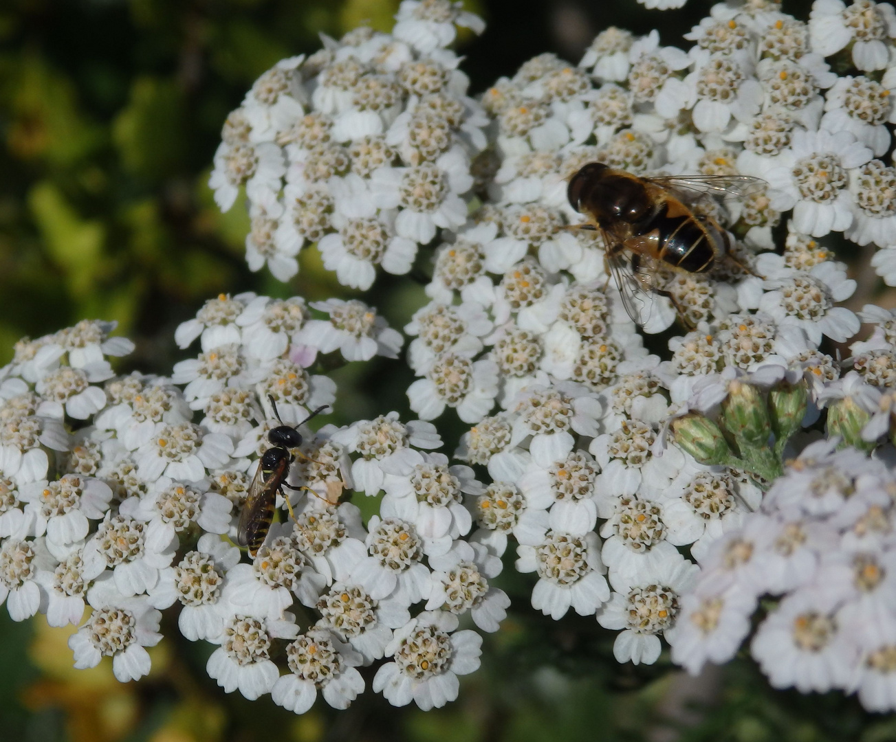 Bienenwolf und Mistbiene auf Schafgarbe