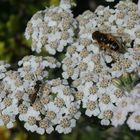 Bienenwolf und Mistbiene auf Schafgarbe