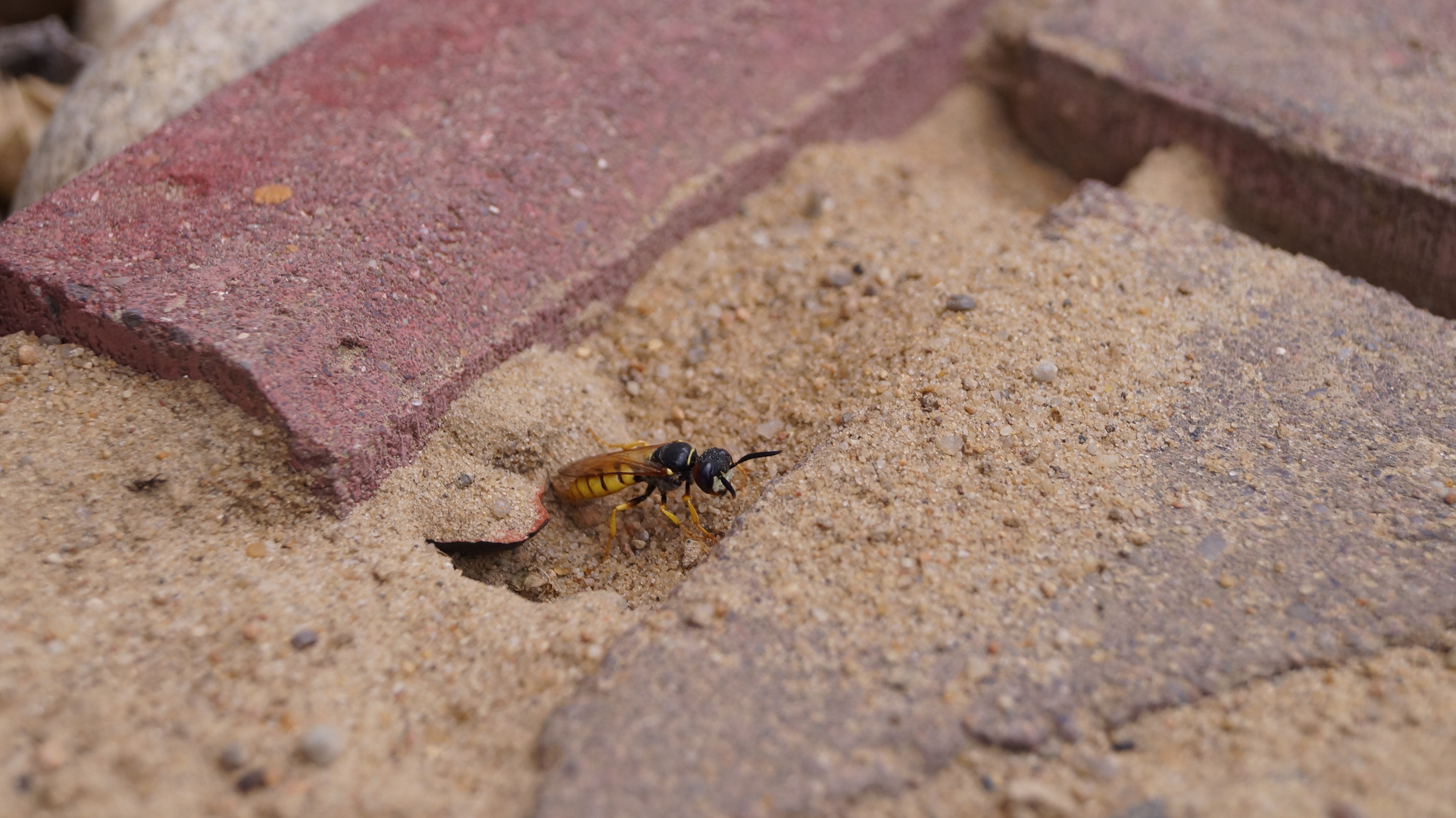 Bienenwolf verlässt Bau