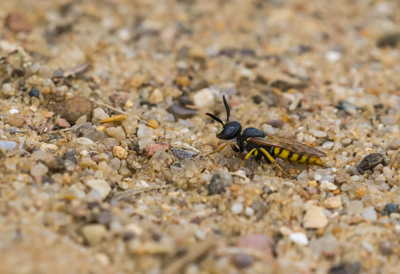 Bienenwolf ( Wespe)