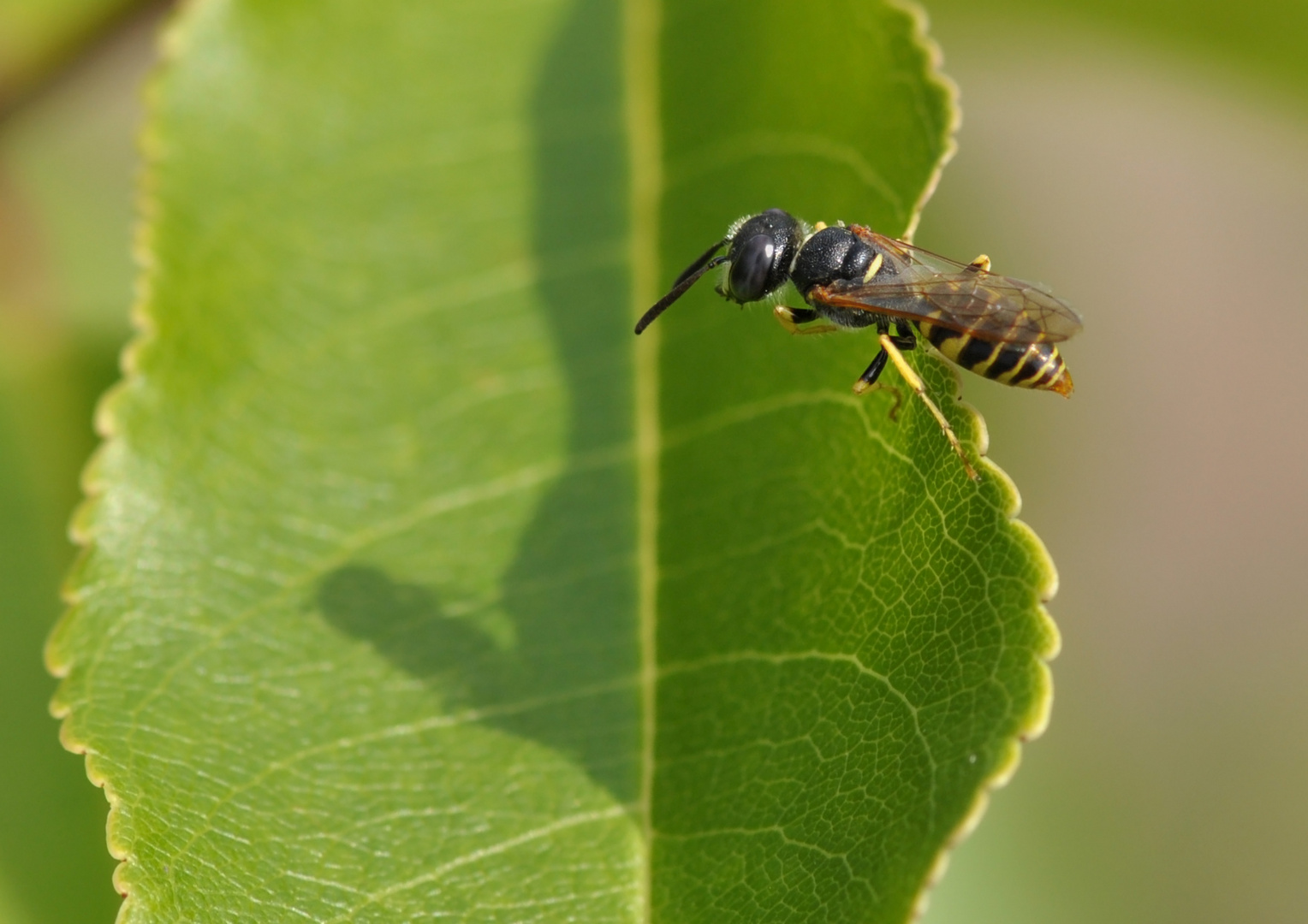 Bienenwolf x 2